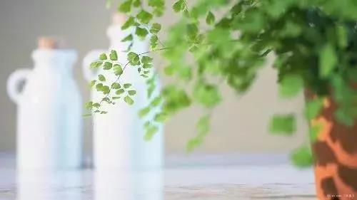 体面的“认命”|把做人的尊严持续到最后一刻