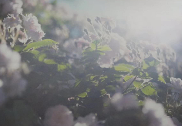 关于荒木经惟:当代摄影艺术家的美学“失衡”