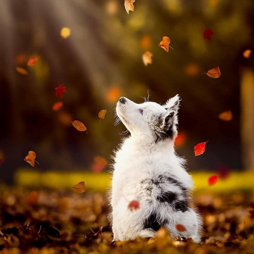 天道循环|杀戮过多,必遭报应