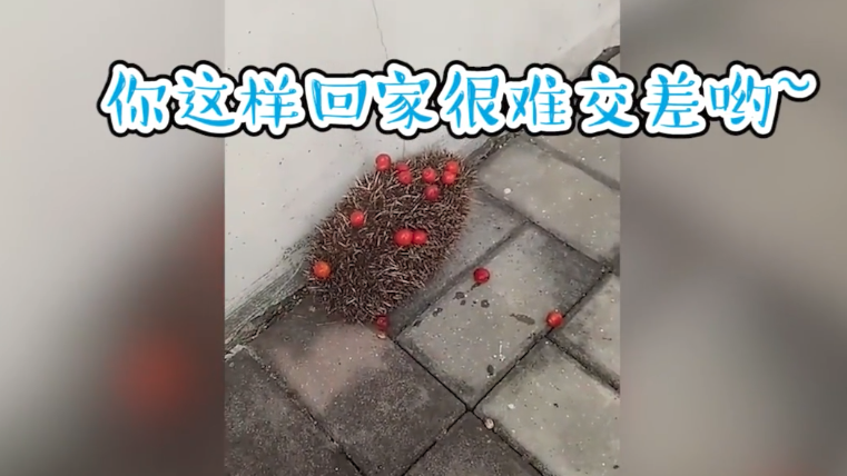 超萌刺猬胆大包天,派出所“偷窃”樱桃连吃带拿