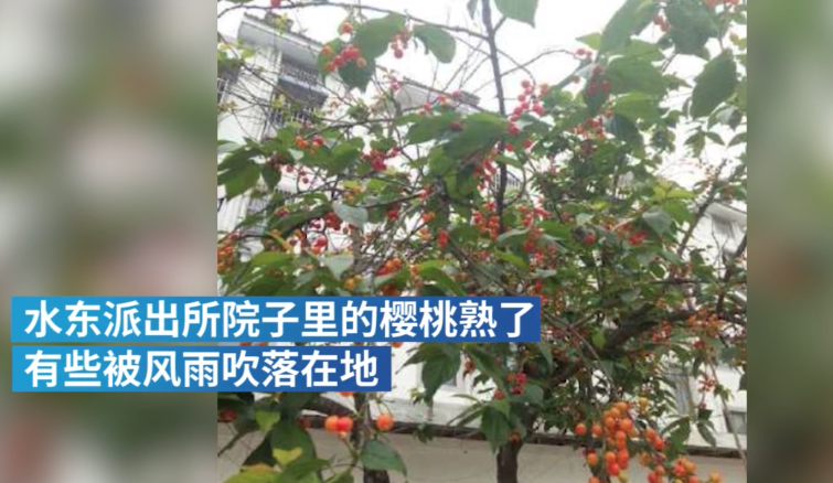 超萌刺猬胆大包天,派出所“偷窃”樱桃连吃带拿