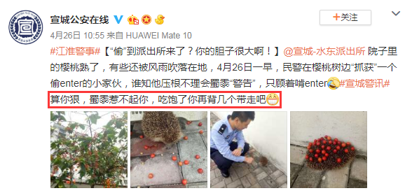 超萌刺猬胆大包天,派出所“偷窃”樱桃连吃带拿