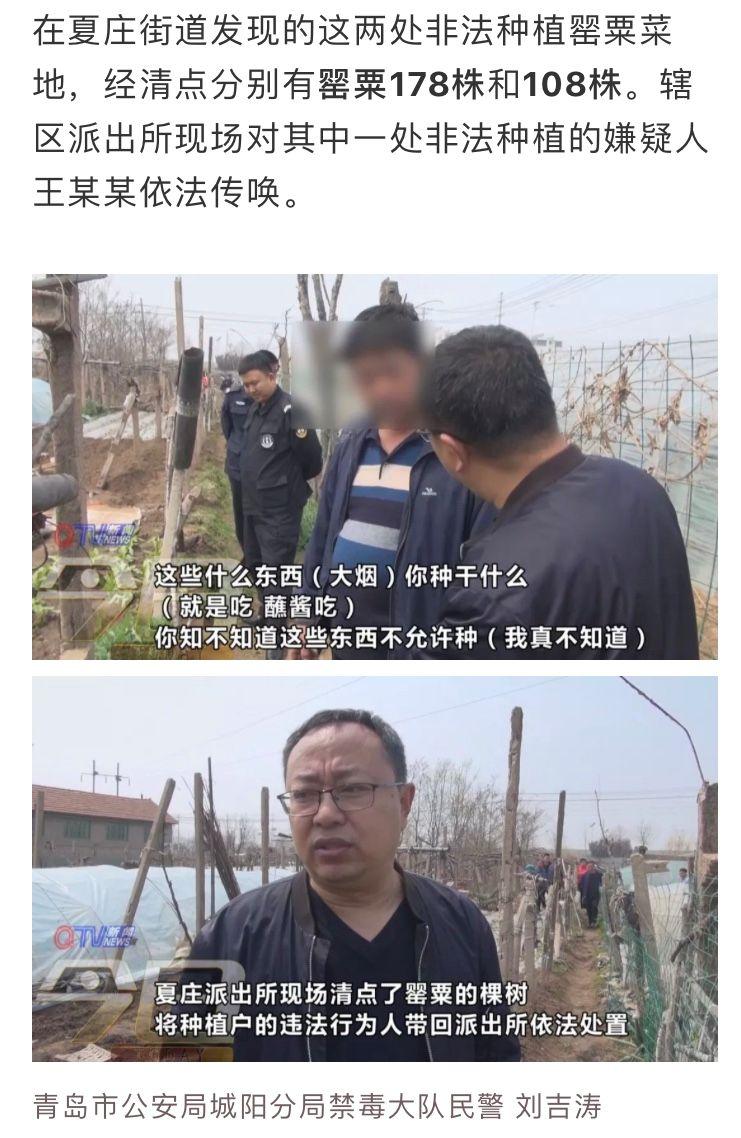 面对民警的抓捕,男子竟称种罂粟是为了沾大酱吃