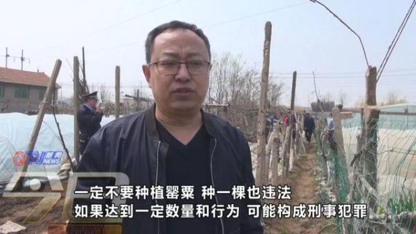 面对民警的抓捕,男子竟称种罂粟是为了沾大酱吃