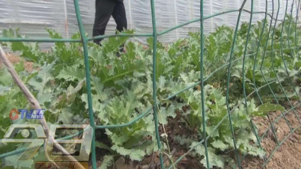 面对民警的抓捕,男子竟称种罂粟是为了沾大酱吃