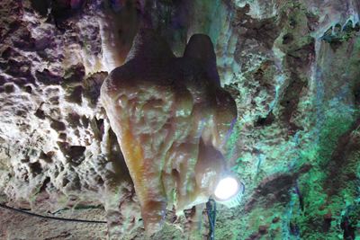 恶意偷窃钟乳石|四百年“比翼鸟”毁于一旦