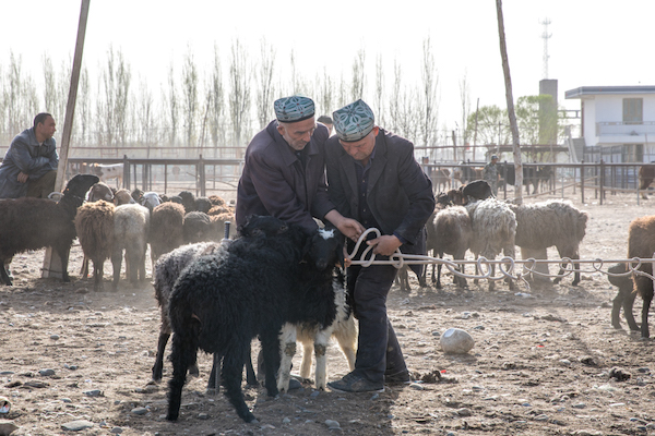 新疆早春四月的诱惑,那是开往另一场盛大的春天