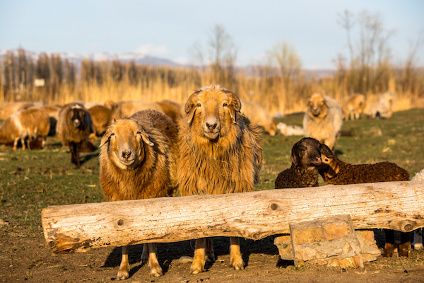 新疆早春四月的诱惑,那是开往另一场盛大的春天