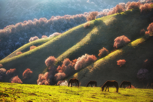 新疆早春四月的诱惑,那是开往另一场盛大的春天