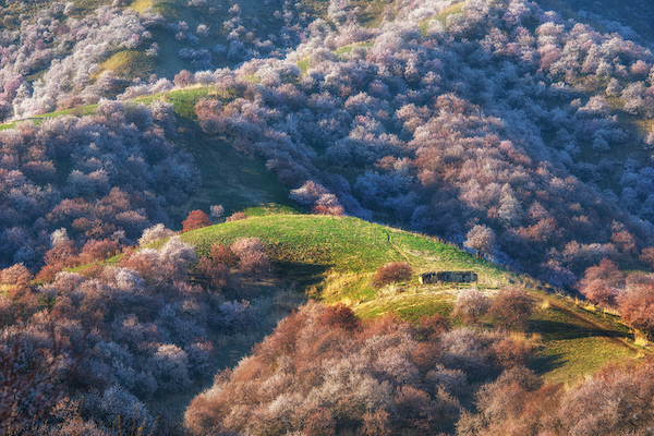 新疆早春四月的诱惑,那是开往另一场盛大的春天