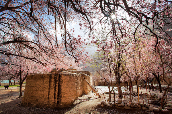 新疆早春四月的诱惑,那是开往另一场盛大的春天