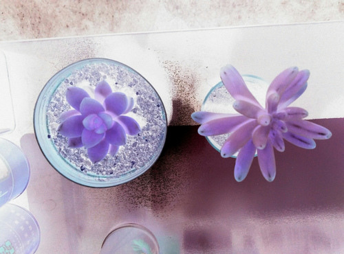 1557111414196350.jpg 菩提树下谁是心里藏着镜子的人,暧昧如风