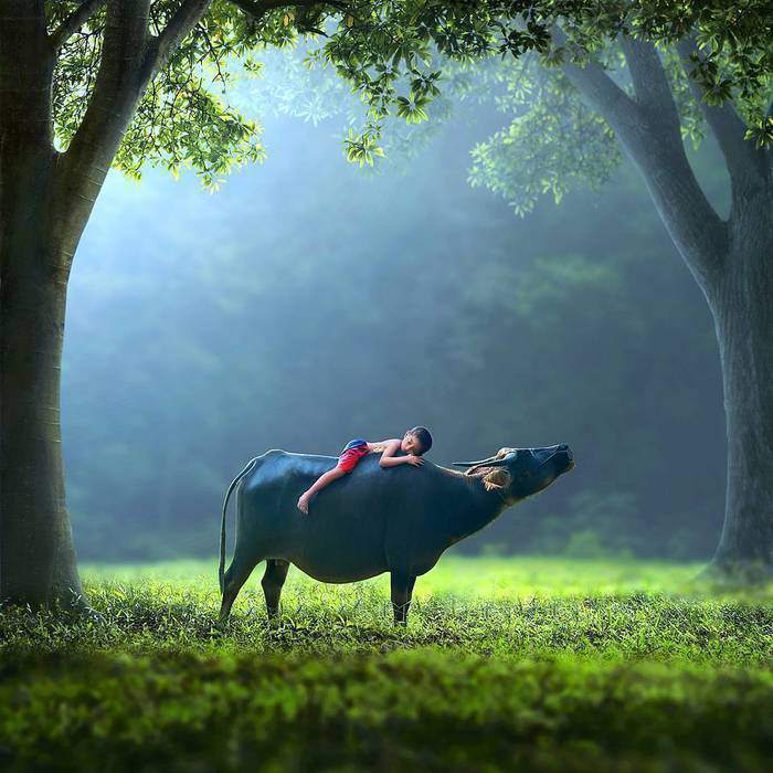 1557111494177764.jpg 菩提树下谁是心里藏着镜子的人,暧昧如风