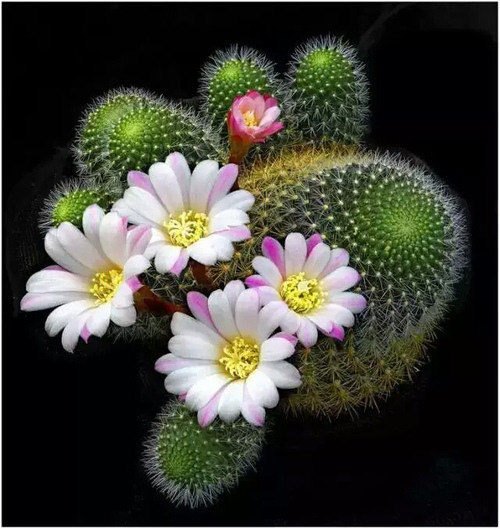 һЦ�������ټ��ˣ�����