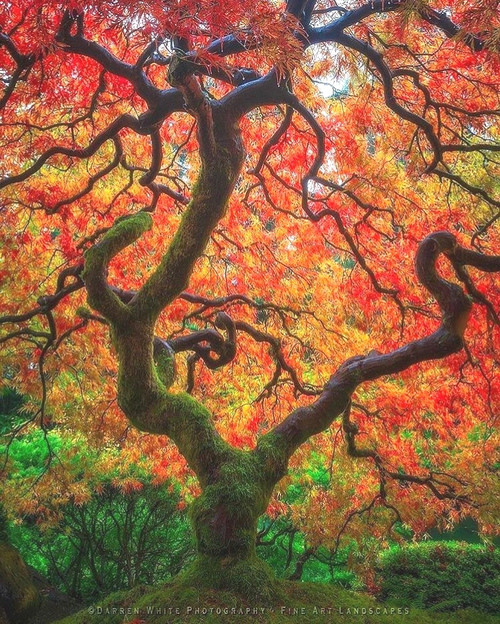 芳草留人意自闲_ 凉风有兴秋月
