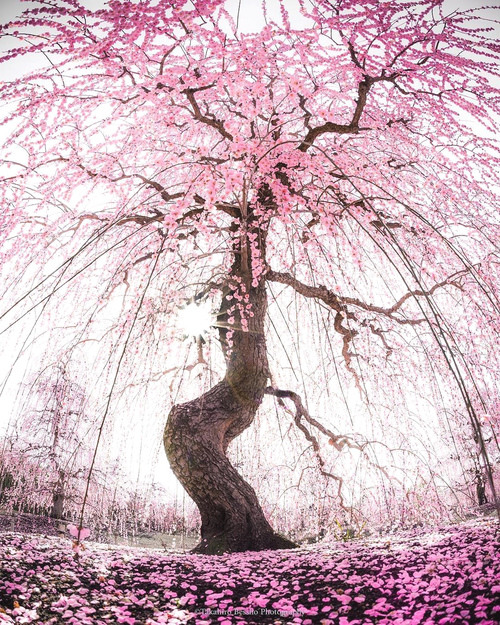 人生总也会有些无奈,哪里会尽如意呢