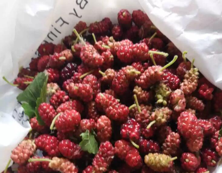 野生桑树|无处不在美