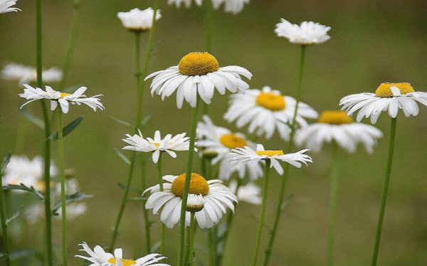 委屈求全对吗,婆婆的惊天秘密