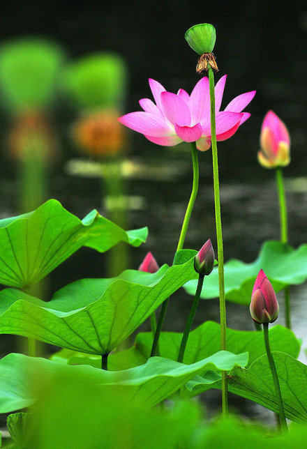 小说《极品医生》全文在线阅读