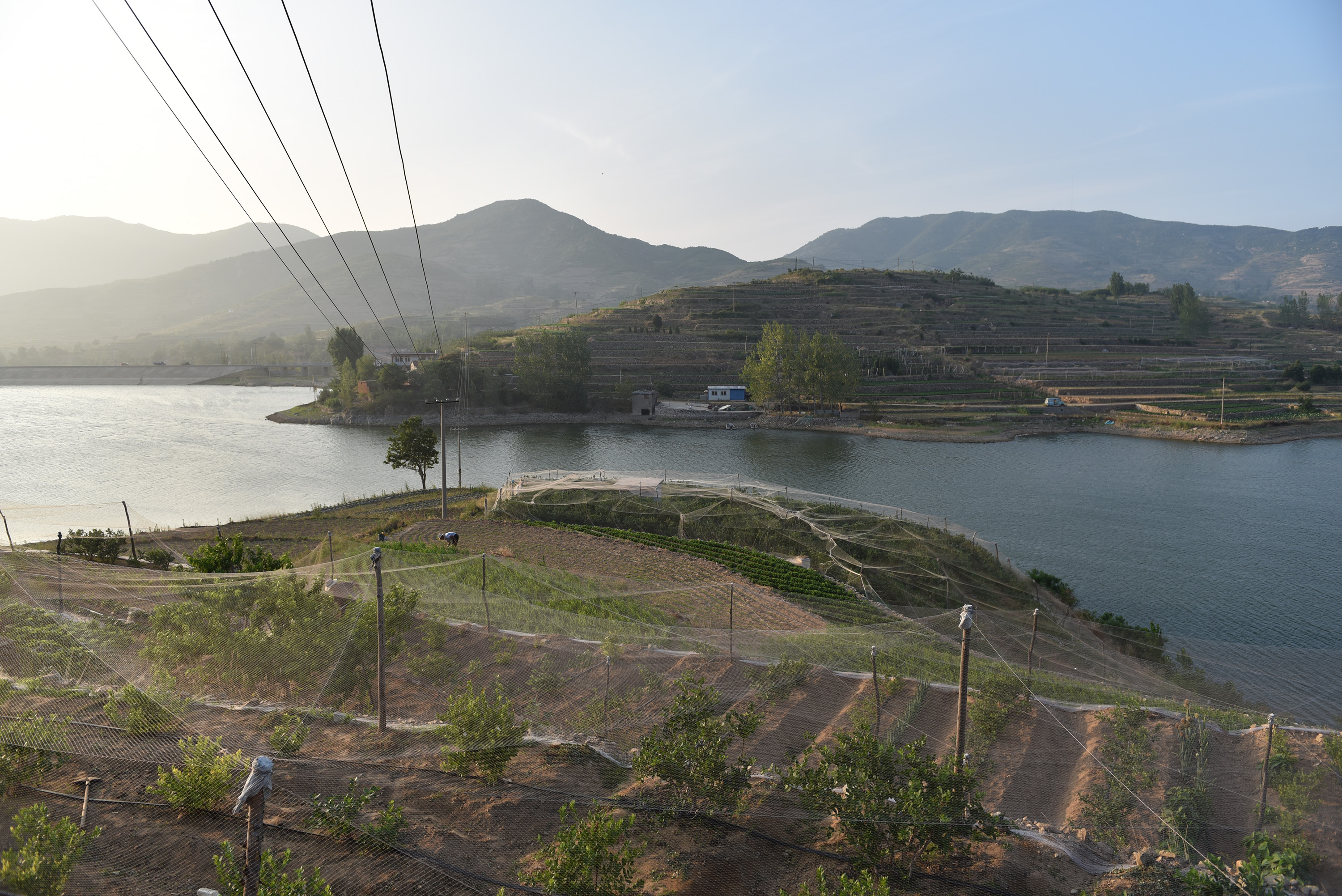 “水果皇后”,蓝莓|56岁农民种蓝莓比种庄稼强10倍