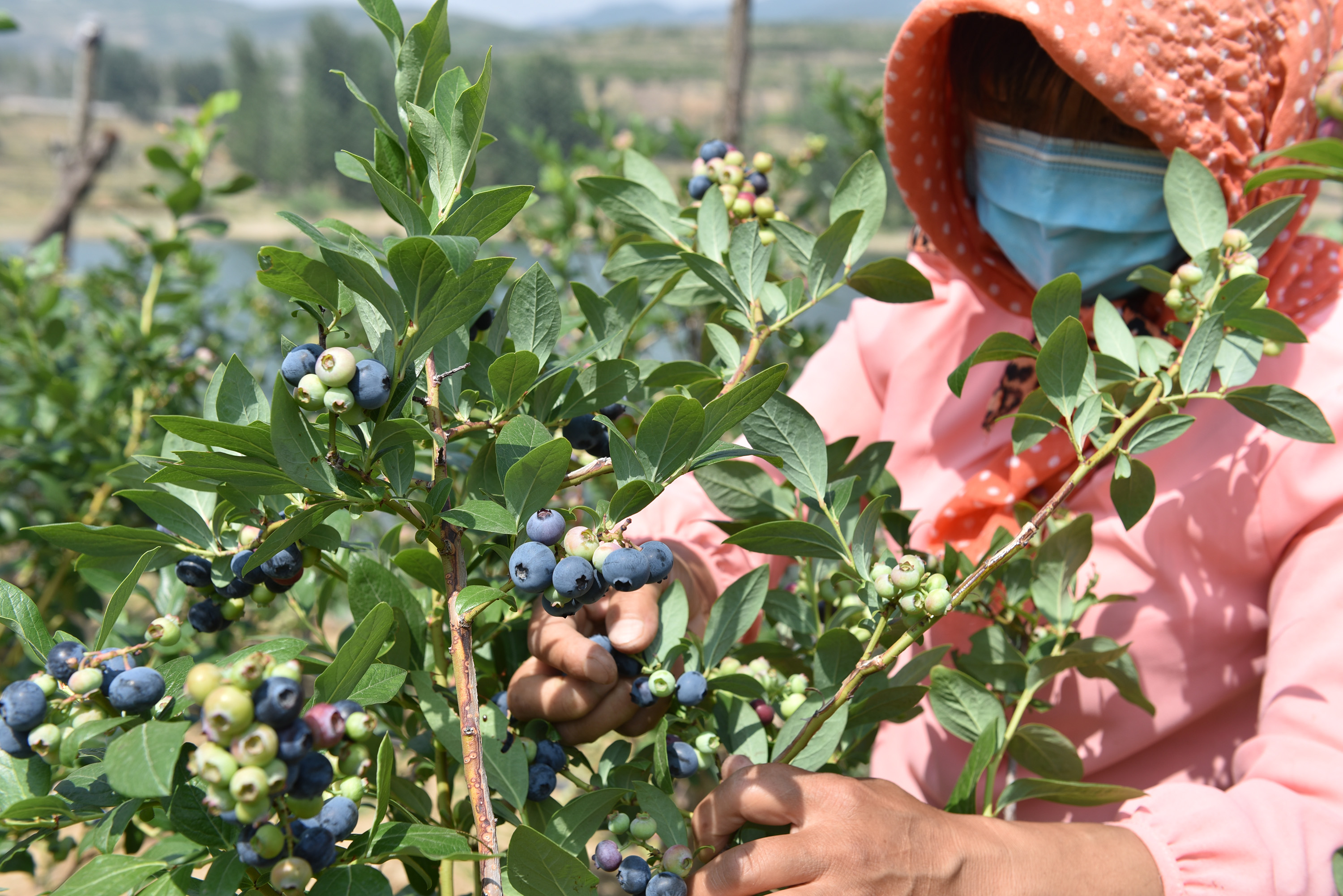 “水果皇后”,蓝莓|56岁农民种蓝莓比种庄稼强10倍