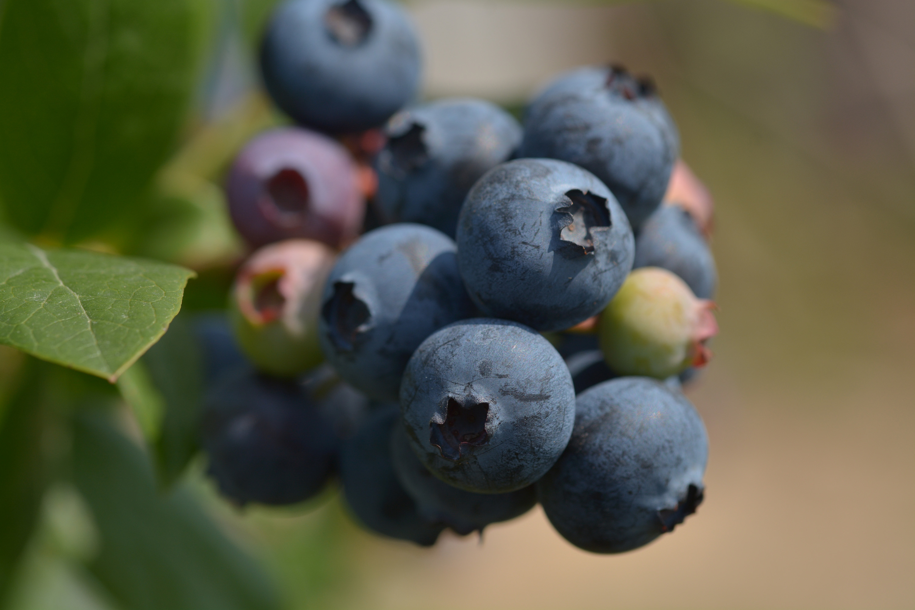 “水果皇后”,蓝莓|56岁农民种蓝莓比种庄稼强10倍