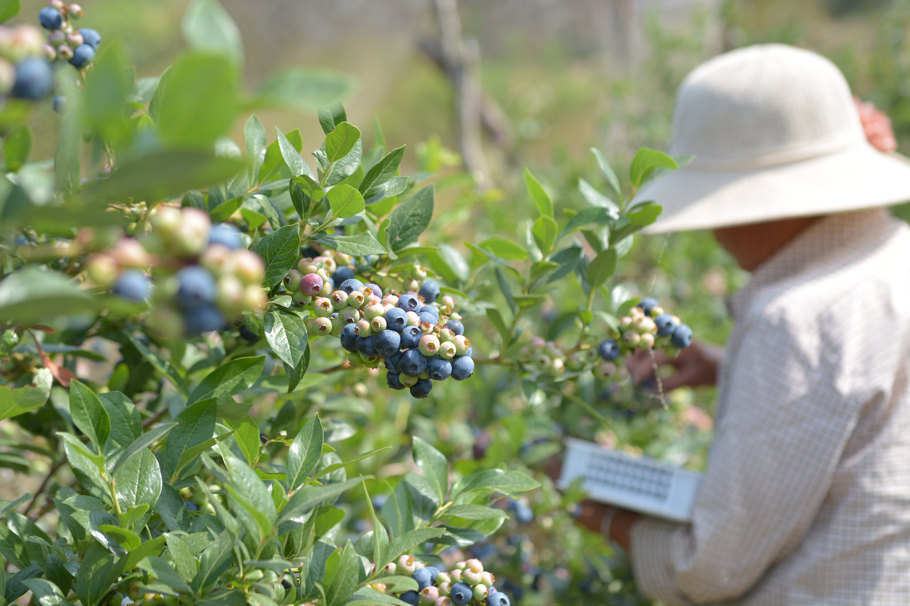 “水果皇后”,蓝莓|56岁农民种蓝莓比种庄稼强10倍