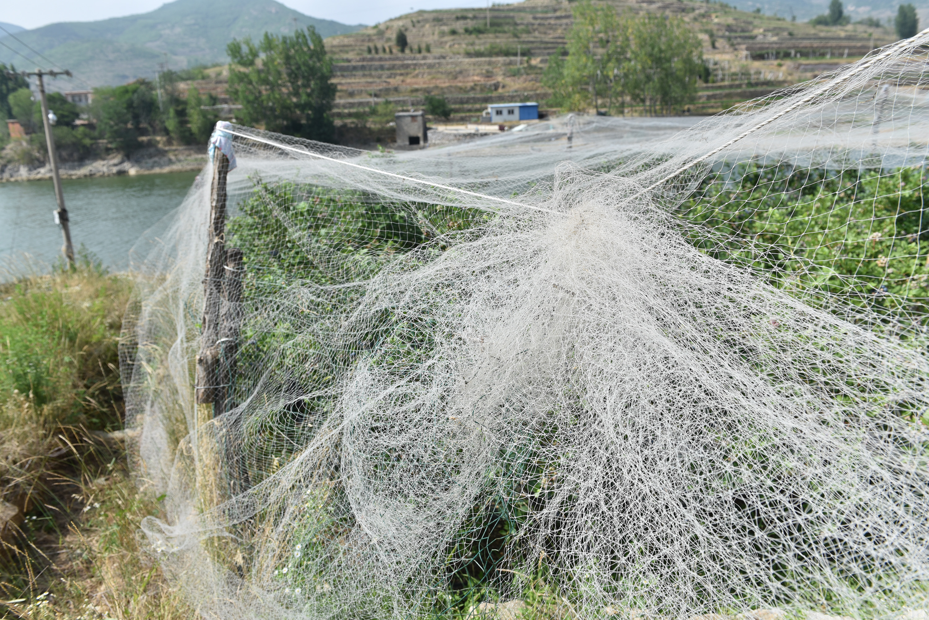 “水果皇后”,蓝莓|56岁农民种蓝莓比种庄稼强10倍