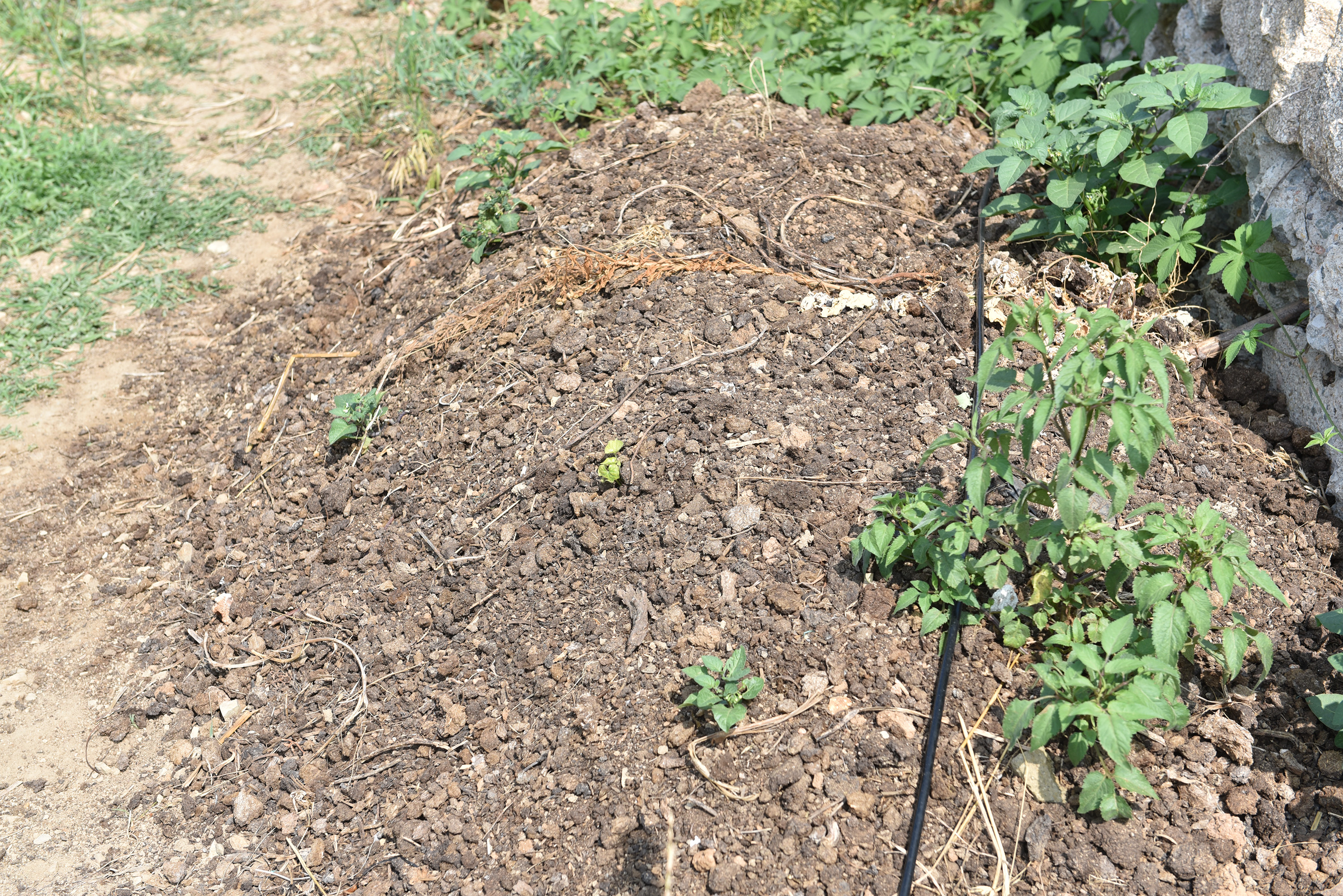 “水果皇后”,蓝莓|56岁农民种蓝莓比种庄稼强10倍