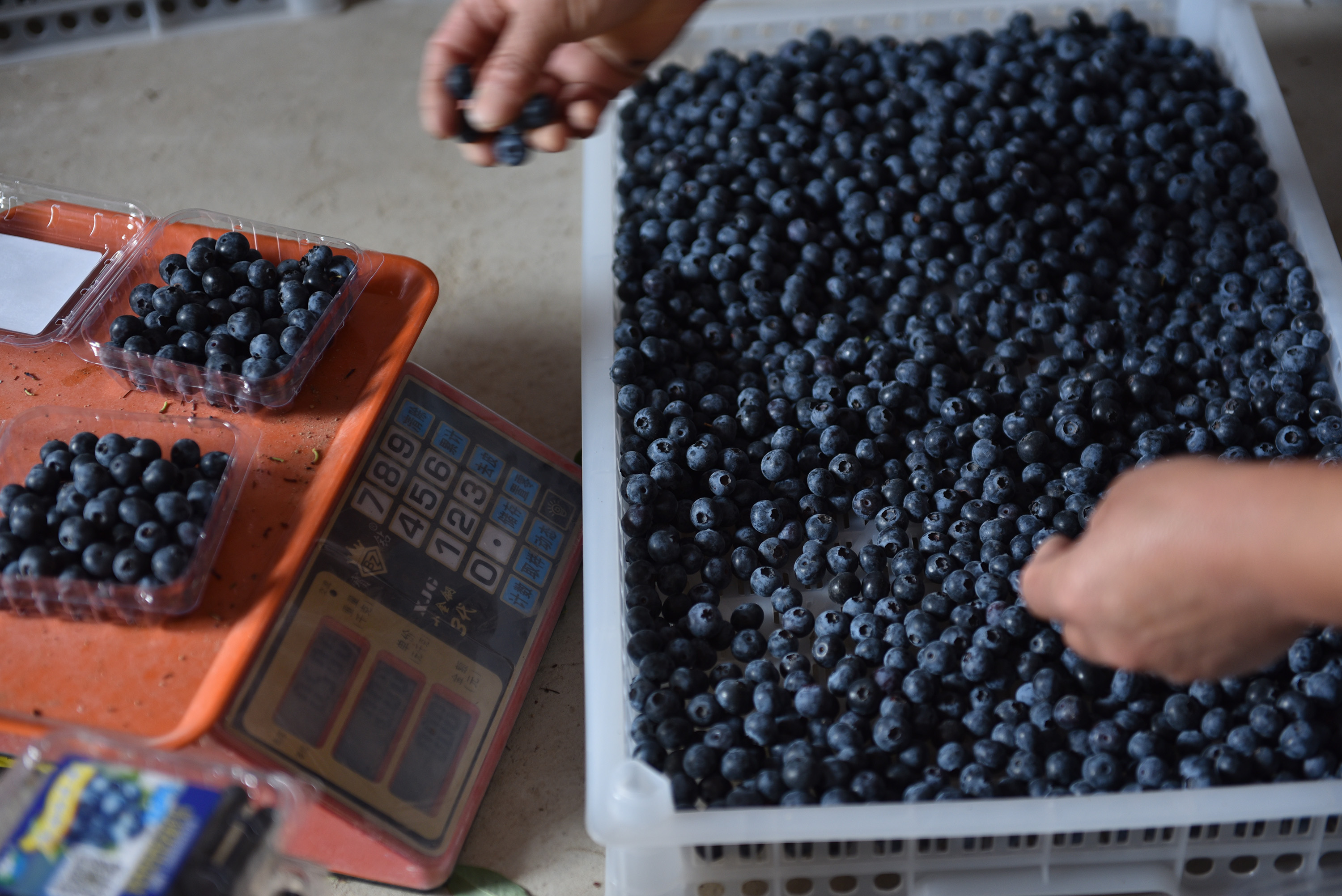 “水果皇后”,蓝莓|56岁农民种蓝莓比种庄稼强10倍