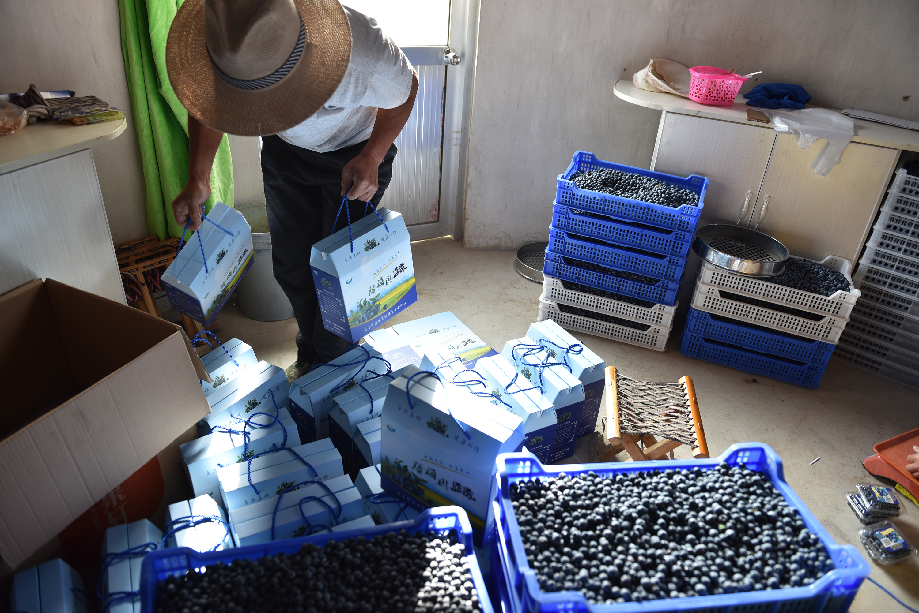 “水果皇后”,蓝莓|56岁农民种蓝莓比种庄稼强10倍