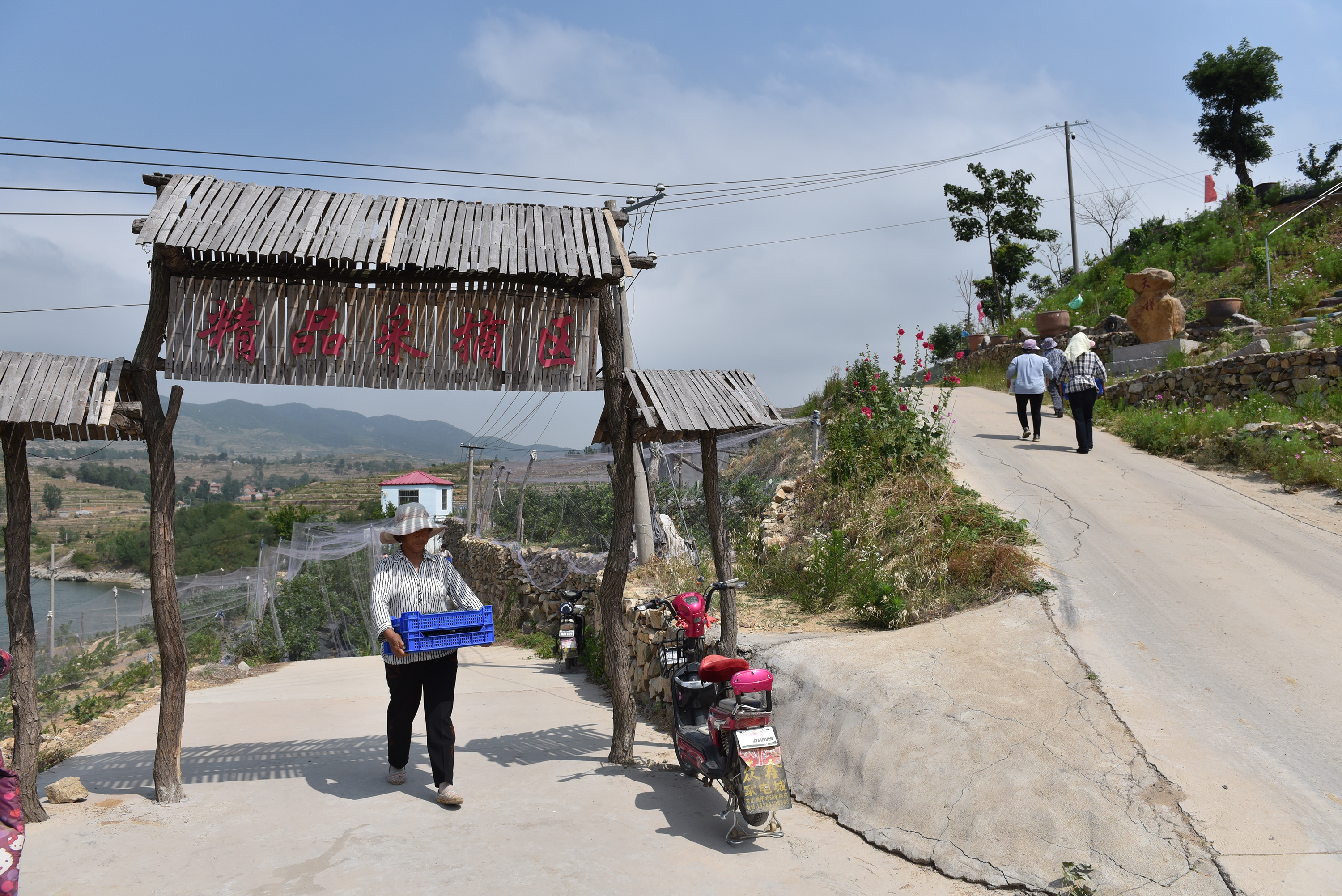 “水果皇后”,蓝莓|56岁农民种蓝莓比种庄稼强10倍