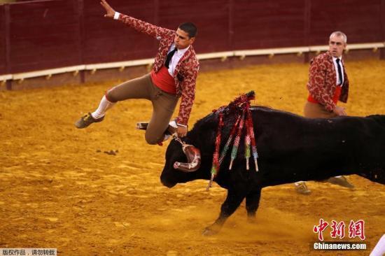 资料图:当地时间2019年4月13日,葡萄牙里斯本坎普佩克诺斗牛场上演惊险刺激的斗牛比赛,一名斗牛士在表演时不慎被愤怒的公牛顶翻在地,现场一片混乱。 西班牙斗牛节:3名观众被牛顶伤, 1人伤势严重