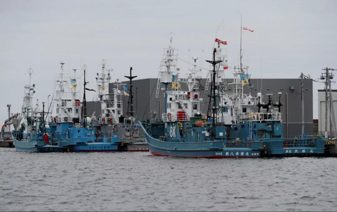 恢复的是捕鲸 捞到的是选票:日本恢复商业捕鲸