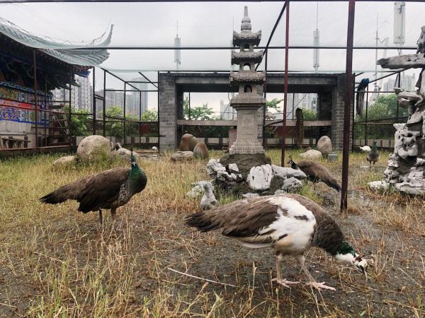 阴森、诡异的古床博物馆:是博物馆还是酒店