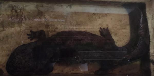 阴森、诡异的古床博物馆:是博物馆还是酒店