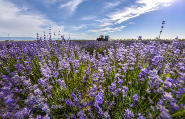 “搭桥”“交心”取得显著成效:促进新疆发展书写下新篇章