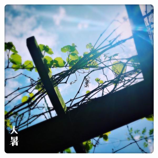 夏日特饮——自制荔枝蜜糖饮