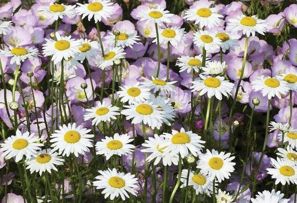 男人最刻骨铭心的爱|五味杂陈的爱情