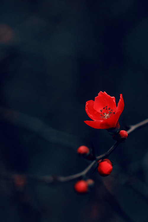 间歇性失忆女孩_舒曼的梦幻蝴蝶