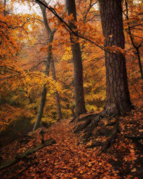 风中凌乱的我_ 独在风中凌乱