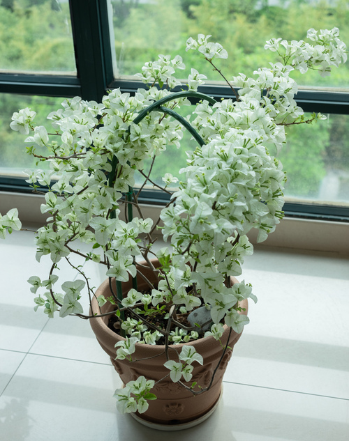 娇嫩的被两根粗大的|拥有一颗灵慧的心